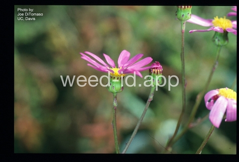 ragwort, purple